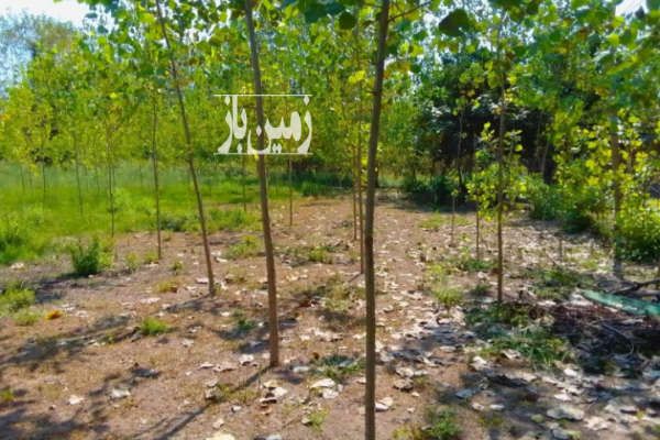 زمین در سنگر سروندان جاده آقا سیدرضا ۲۰۰۰ متر-3