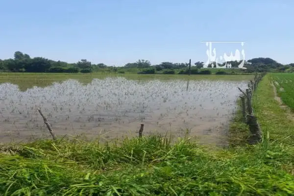 زمین کشاورزی بر جاده ۶۰۰ متر - تصویر 3