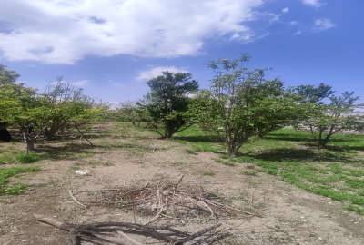 زمین باغی روستای براآن شمالی روستای اسپارت ۵۰۰ متر