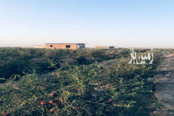فروش ۵۰۰ متر باغ انار جاده قدیم ساوه سلفچگان روستای دالستان-1