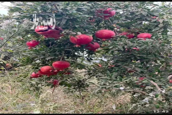 فروش ۵۰۰ متر باغ انار جاده قدیم ساوه سلفچگان روستای دالستان - تصویر 2