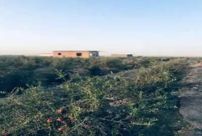فروش ۵۰۰ متر باغ انار جاده قدیم ساوه سلفچگان روستای دالستان