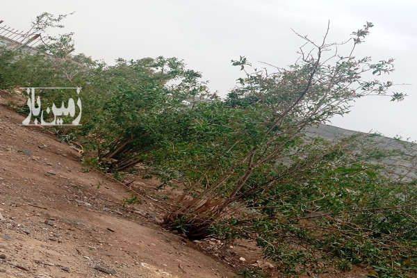زمین چهار دیواری ۳۲۷ متر قلعه شور بهارستان-3