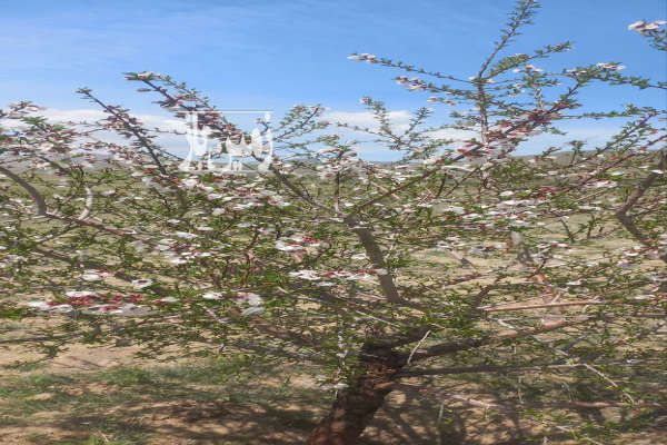 فروش باغ در رزجرد شهرک توریستی قائم ۳۰۰۰ متر-1