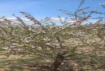 فروش باغ در رزجرد شهرک توریستی قائم ۳۰۰۰ متر