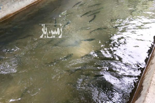 باغ شیلات ۱۰ هزار متری حاشیه زاینده رود-4