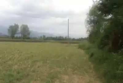 زمين شاليزار برنج كاري فومن جاده قلعه رودخان ۷۲۲۰ متر
