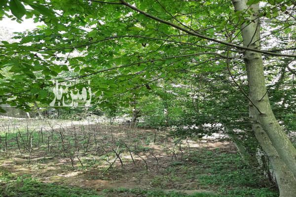 زمین ۳۵۰ متری داخل بافت در روستای جنگلی الیرد-1