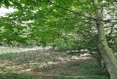 زمین ۳۵۰ متری داخل بافت در روستای جنگلی الیرد