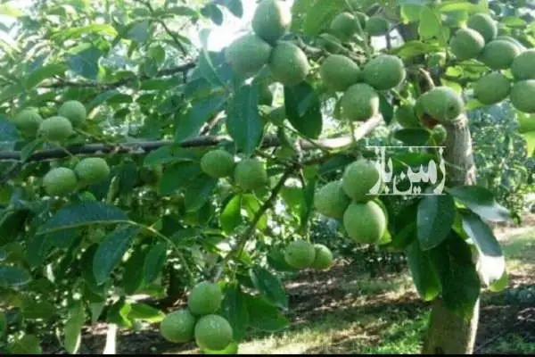 باغ فروشی ابرشیوه سمت دریاچه تار ۶۰۰ متر بین روستای مومج و دهنار - تصویر 3