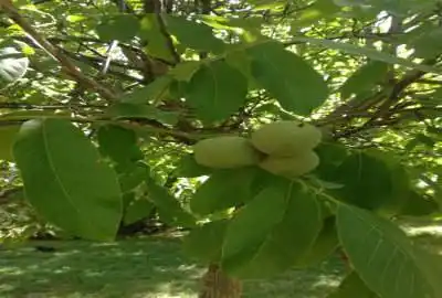 فروش باغچه ۵۰۰ متری داخل بافت جابان