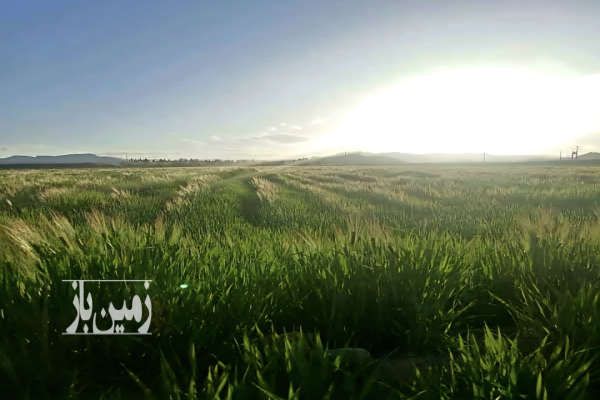 فروش زمین کشاورزی در شهر علویجه ۵ هکتار-1