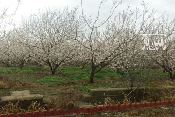 باغ ۴ دیواری ۲ نبش ملارد اسفند آباد ۱۲۵۰ متر-3