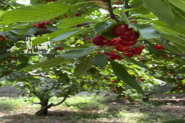 زمین کرج خوشنام خیابان اکسیری ۱۰۰۰ متر-2