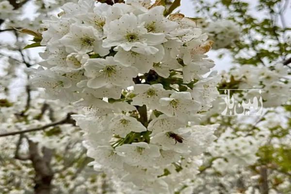 زمین کرج خوشنام خیابان اکسیری ۱۰۰۰ متر-3