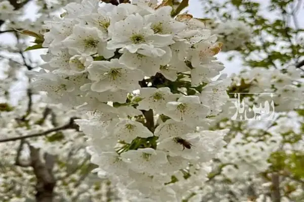 زمین کرج خوشنام خیابان اکسیری ۱۰۰۰ متر - تصویر 3