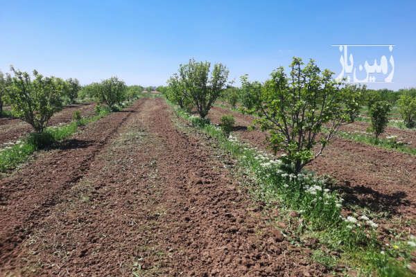 فروش باغ الوچه و گلابی در قدیم آباد ۳۵۵۰ متر-1