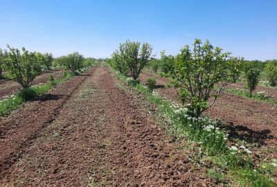 فروش باغ الوچه و گلابی در قدیم آباد ۳۵۵۰ متر