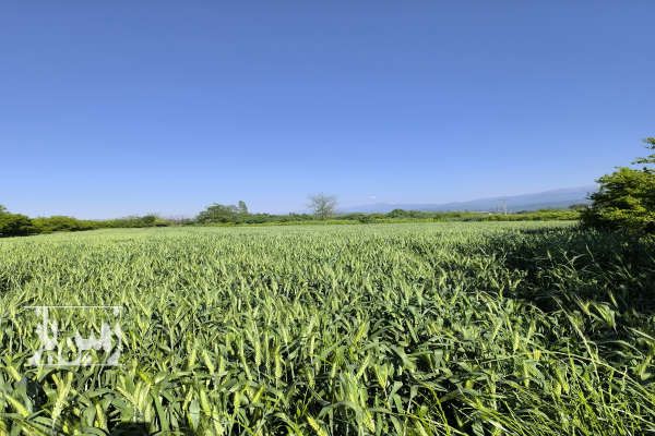 زمین کشاورزی روستای اسپومحله گرگان ۸۸۰۰ متر-1