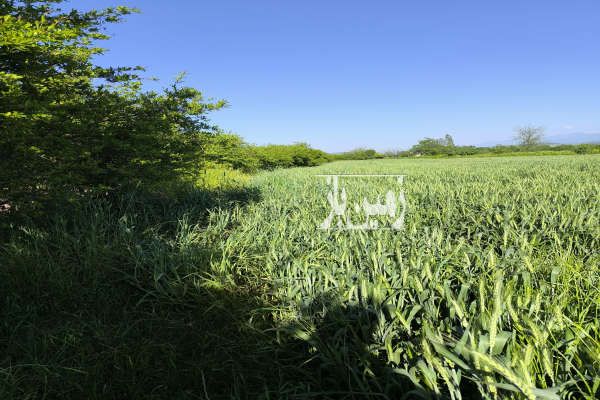 زمین کشاورزی روستای اسپومحله گرگان ۸۸۰۰ متر-3