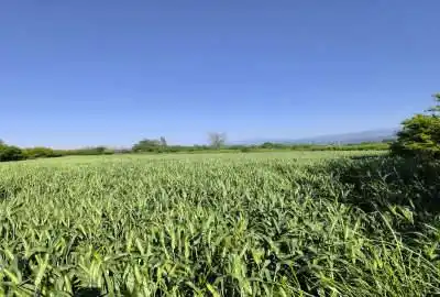 زمین کشاورزی روستای اسپومحله گرگان ۸۸۰۰ متر