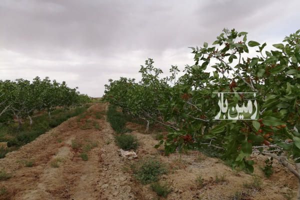 باغ پسته موقعیت و آب عالی ۵ هکتار دامغان-1