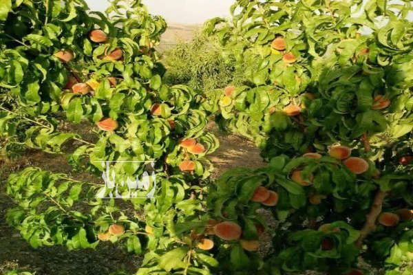 باغ ۲هزار متری در یک مجموعه شهرکی منظم-2