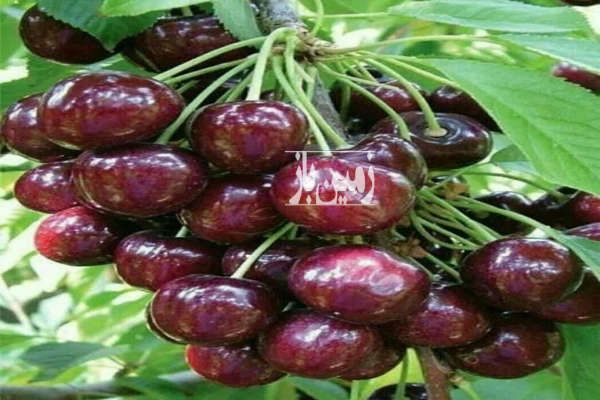 باغ ۲هزار متری در یک مجموعه شهرکی منظم-4