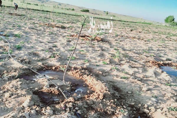 باغ در بستان آباد روستای جانبهان ۸۰۰۰ متر-4