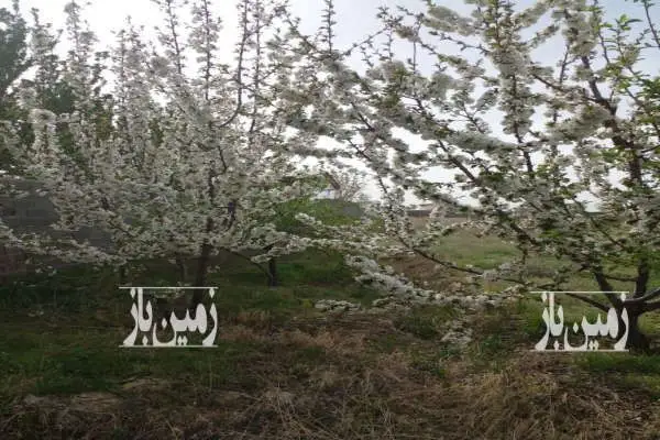 باغ دیوار کشی شده با سند تک برگ روستای قنبر اّباد ۵۰۰ متر - تصویر 3