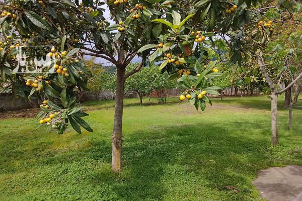 فروش زمین مسگونی و باغی در تالش ۴۰۰۰ متر-1