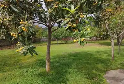 فروش زمین مسگونی و باغی در تالش ۴۰۰۰ متر