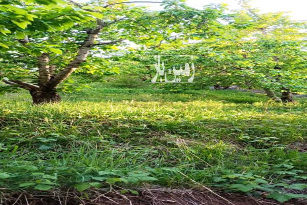 فروش باغ ییلاقی گیلاس در هراز بایجان هفت تن ۱۳۰۰ متر-2