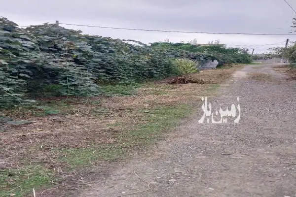 زمین باغ کیوی تالش لیسار۵۰۰ متر - تصویر 3