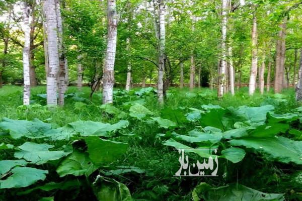باغ ۳۰۰ متری شهرک فرهنگیان بلوار ولیعصر-2