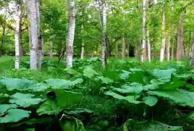 باغ ۳۰۰ متری شهرک فرهنگیان بلوار ولیعصر