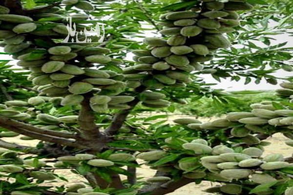 باغ شهری با درختان ثمری ۲۱۴۰ متر در خرمبید صفاشهر-1