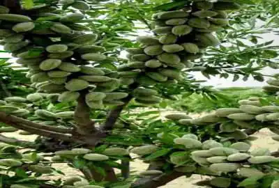 باغ شهری با درختان ثمری ۲۱۴۰ متر در خرمبید صفاشهر