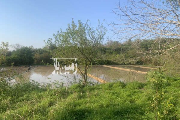 باغ ۶۲۵ متری بعد از جنگل شهید زارع روستای خارکش-3