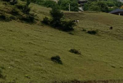 زمین فروش فوری ۷۰۰ متر چالوس روستای زیبای طلاجو