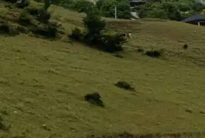 زمین فروش فوری ۷۰۰ متر چالوس روستای زیبای طلاجو