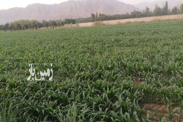 فروش زمین زراعی در امین آباد شهر ری به مساحت یک هکتار-1