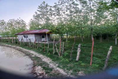 زمین با کاربری باغی ۲۵۰۰ متر رشت روستای خرطوم