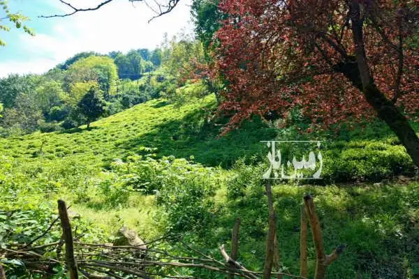 زمین در املش بلوردکان با ویوی بی نظیر ۱۲۳۰ متر - تصویر 3