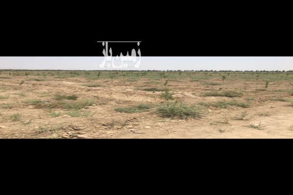 فروش فوری زمین باغی ۵۰۰ متر در صحرای سفید آب حبیب آباد-3