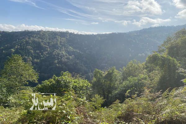 فروش فوری ۱۴۵۰۰متر باغ بی نظیر کلاچای روستای نعمت سرا-1