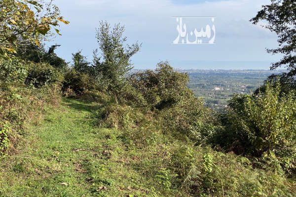 فروش فوری ۱۴۵۰۰متر باغ بی نظیر کلاچای روستای نعمت سرا-2
