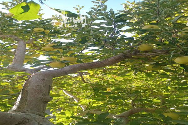 فروش باغ سیب بارده با خاک حاصلخیز ۱۷۵۰ متر جابان اوچونک-1
