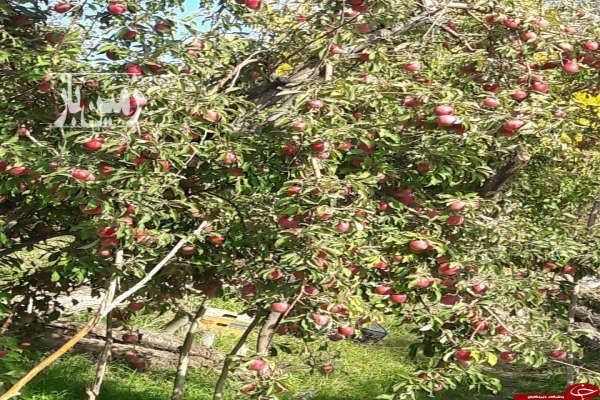 فروش باغ سیب بارده با خاک حاصلخیز ۱۷۵۰ متر جابان اوچونک-2