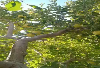 فروش باغ سیب بارده با خاک حاصلخیز ۱۷۵۰ متر جابان اوچونک